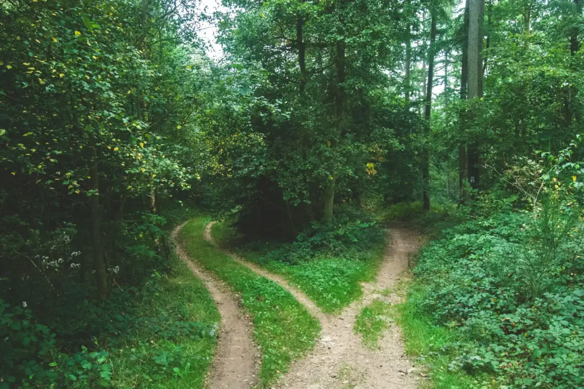 A path through a forest that splits in two